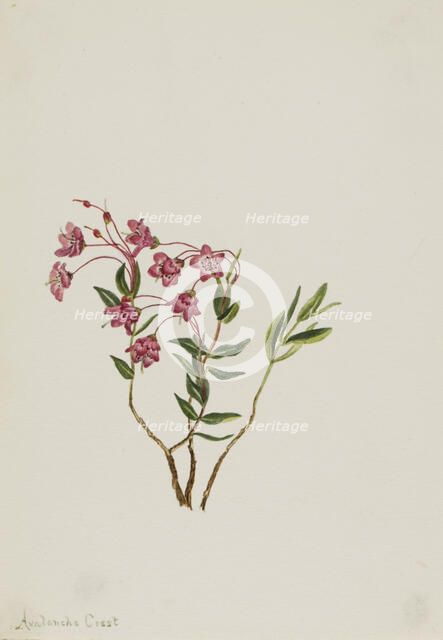 Rocky Mountain Kalmia (Kalmia microphylla), n.d. Creator: Mary Vaux Walcott.