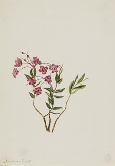 Rocky Mountain Kalmia (Kalmia microphylla), n.d. Creator: Mary Vaux Walcott