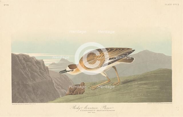 Rocky Mountain Plover, 1836. Creator: Robert Havell.