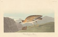 Rocky Mountain Plover, 1836. Creator: Robert Havell