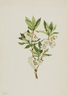 Rocky Mountain Rhododendron (Rhododendron albiflorum), 1901. Creator: Mary Vaux Walcott