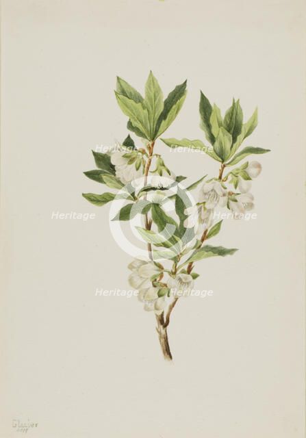 Rocky Mountain Rhododendron (Rhododendron albiflorum), 1901. Creator: Mary Vaux Walcott.