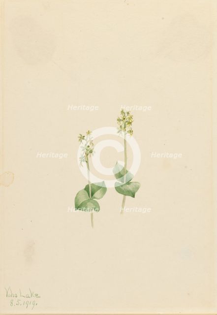 Rocky Mountain Twayblade (Ophrys necrophylla), 1919. Creator: Mary Vaux Walcott.