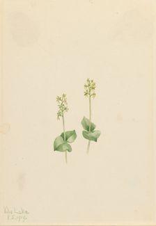 Rocky Mountain Twayblade (Ophrys necrophylla), 1919. Creator: Mary Vaux Walcott