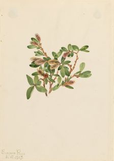 Rock Willow (Salix petrophila), 1917. Creator: Mary Vaux Walcott
