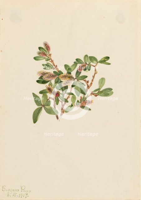 Rock Willow (Salix petrophila), 1917. Creator: Mary Vaux Walcott.