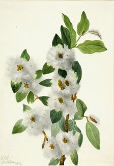 Rock Willow (Salix vestita), 1934. Creator: Mary Vaux Walcott