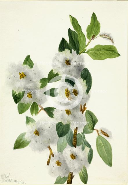 Rock Willow (Salix vestita), 1934. Creator: Mary Vaux Walcott.