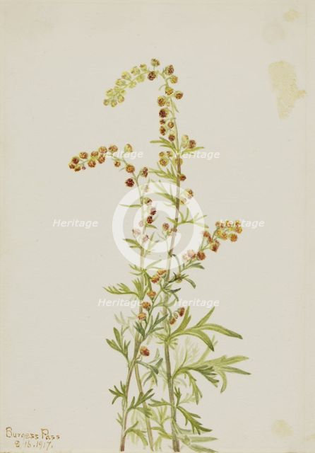 Rock Wormwood (Artemisia discolor), 1917. Creator: Mary Vaux Walcott.