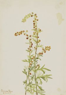 Rock Wormwood (Artemisia discolor), 1917. Creator: Mary Vaux Walcott