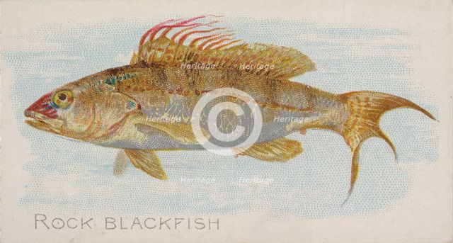 Rock Blackfish, from the Fish from American Waters series (N8) for Allen & Ginter Cigarett..., 1889. Creator: Allen & Ginter.