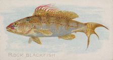 Rock Blackfish, from the Fish from American Waters series (N8) for Allen & Ginter Cigarett..., 1889. Creator: Allen & Ginter