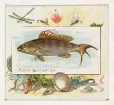 Rock Blackfish, from Fish from American Waters series (N39) for Allen & Ginter Cigarettes,..., 1889. Creator: Allen & Ginter