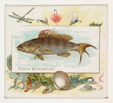 Rock Blackfish, from Fish from American Waters series (N39) for Allen & Ginter Cigarettes,..., 1889. Creator: Allen & Ginter