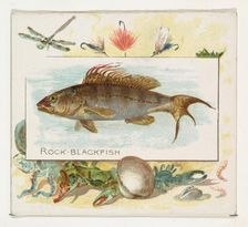 Rock Blackfish, from Fish from American Waters series (N39) for Allen & Ginter Cigarettes,..., 1889. Creator: Allen & Ginter