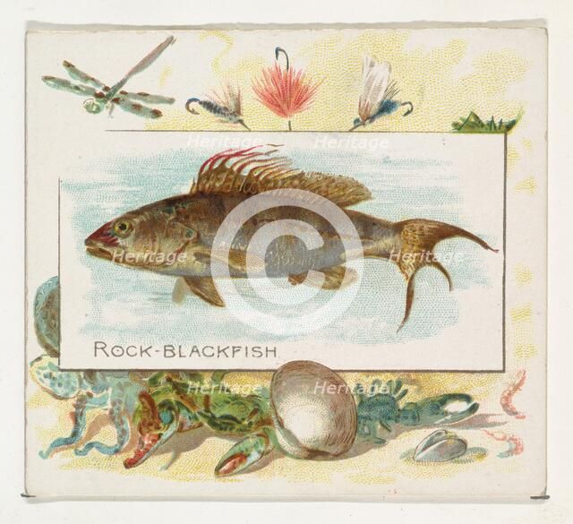 Rock Blackfish, from Fish from American Waters series (N39) for Allen & Ginter Cigarettes,..., 1889. Creator: Allen & Ginter.