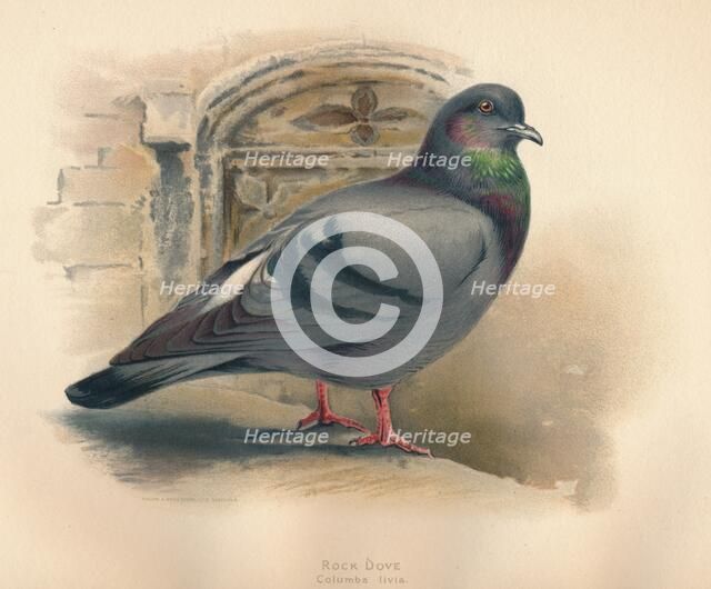 'Rock Dove (Columba livia)', c1900, (1900). Artist: Charles Whymper.