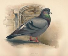 Rock Dove (Columba livia) c1900, (1900). Artist: Charles Whymper