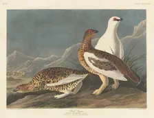 Rock Grous, 1837. Creator: Robert Havell