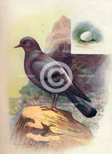 'Rock-Pigeon - Colum'ba liv'ia', c1910, (1910). Artist: George James Rankin.