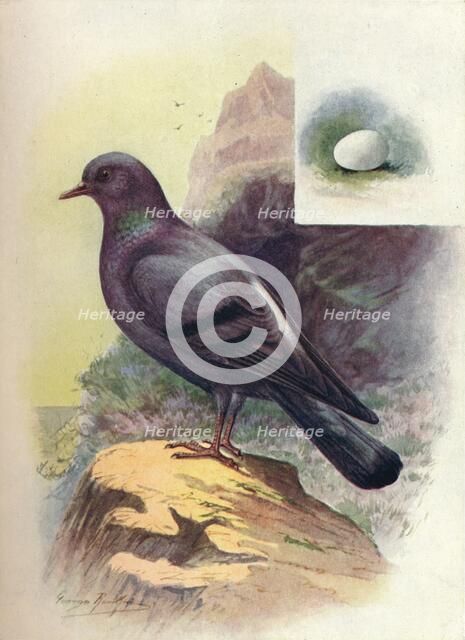 'Rock-Pigeon - Colum'ba liv'ia', c1910, (1910). Artist: George James Rankin.