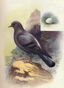 Rock-Pigeon - Colum'ba liv'ia c1910, (1910). Artist: George James Rankin