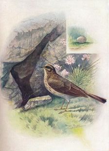 Rock-Pipit - An'thus obscu'rus c1910, (1910). Artist: George James Rankin