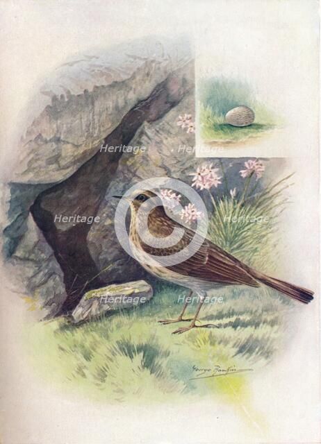 'Rock-Pipit - An'thus obscu'rus', c1910, (1910). Artist: George James Rankin.