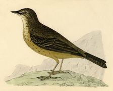 Rock Pipit late 19th century. Creator: Unknown