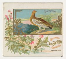 Rock Ptarmigan, from the Game Birds series (N40) for Allen & Ginter Cigarettes, 1888-90. Creator: Allen & Ginter