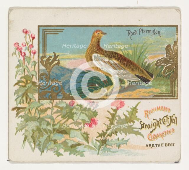 Rock Ptarmigan, from the Game Birds series (N40) for Allen & Ginter Cigarettes, 1888-90. Creator: Allen & Ginter.