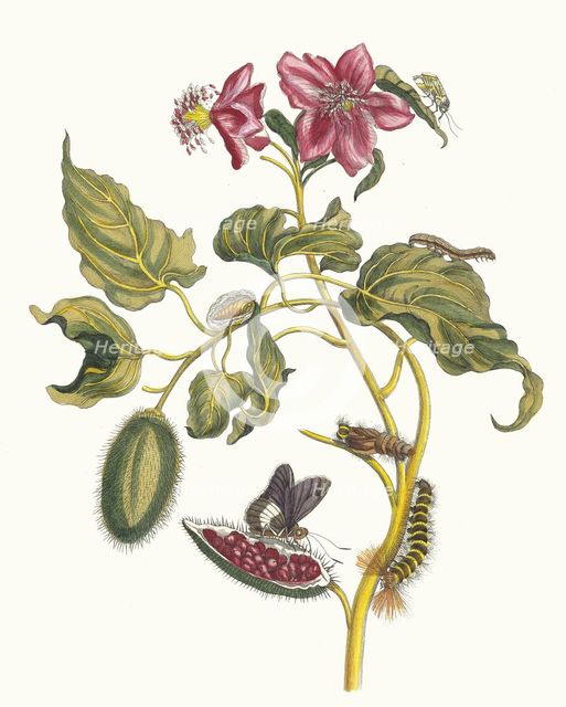 Rocu. From the Book Metamorphosis insectorum Surinamensium, 1705. Creator: Merian, Maria Sibylla (1647-1717).