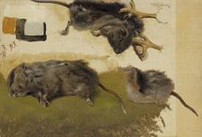 Rodents, 1893. Creator: Ferdinand von Wright