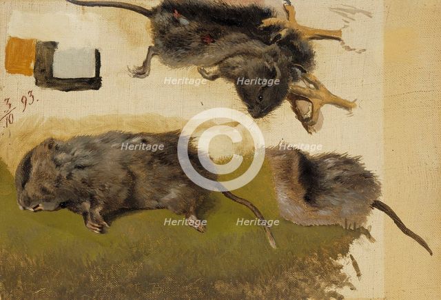 Rodents, 1893. Creator: Ferdinand von Wright.