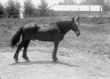 Rodney, Army Horse in Cuban War, Retired at Fort Myer, 1916. Creator: Harris & Ewing