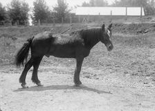 Rodney, Army Horse in Cuban War, Retired at Fort Myer, 1916. Creator: Harris & Ewing