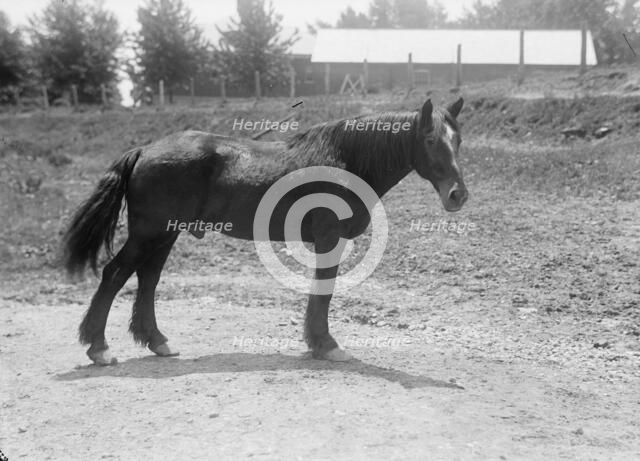 Rodney, Army Horse in Cuban War, Retired at Fort Myer, 1916. Creator: Harris & Ewing.