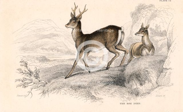 Roe deer (Capreolus capreolus), Eurasian species of deer, 1828. Creator: Unknown.