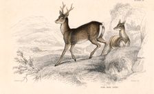 Roe deer (Capreolus capreolus), Eurasian species of deer, 1828. Creator: Unknown