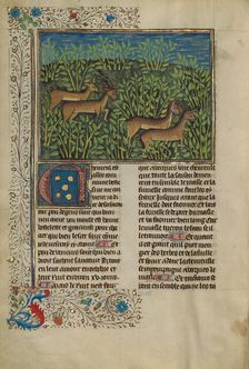 Roe Deer; Livre de la Chasse, about 1430-1440. Creator: Unknown