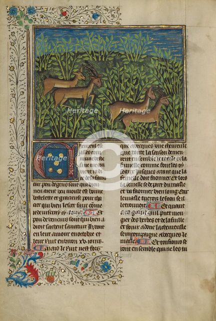 Roe Deer; Livre de la Chasse, about 1430-1440. Creator: Unknown.