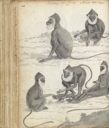 Roloway monkey (Cercopithecus roloway) in Ceylon, 1785-1786. Creator: Jan Brandes