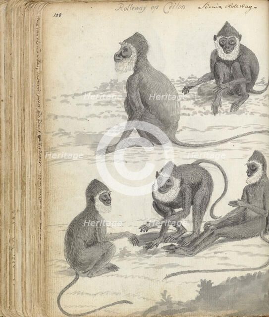 Roloway monkey (Cercopithecus roloway) in Ceylon, 1785-1786. Creator: Jan Brandes.