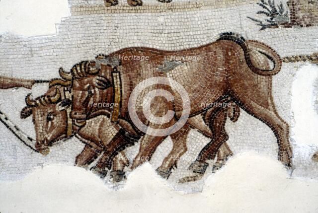 Roman Mosaic of Yoked Oxen, c3rd century. Artist: Unknown.