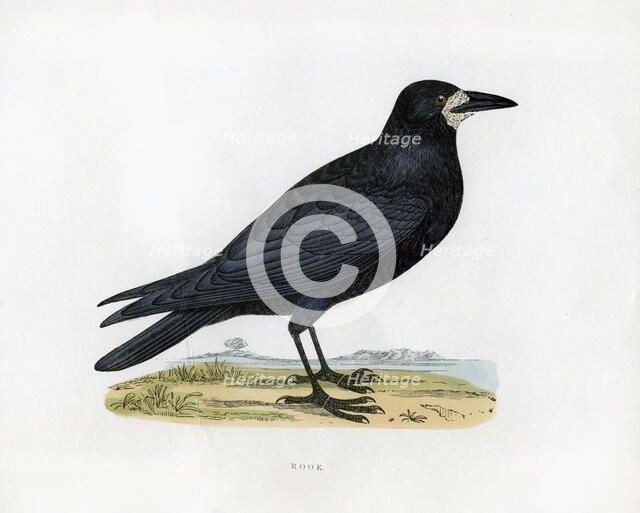 'Rook', c19th century. Artist: Unknown