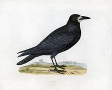 Rook c19th century