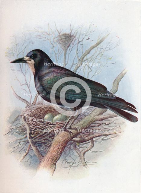 'Rook - Cor'vus frugil'egus', c1910, (1910). Artist: George James Rankin.