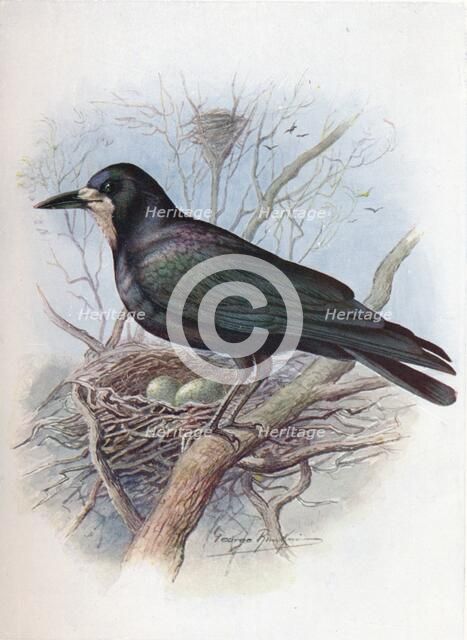 'Rook - Cor'vus frugil'egus', c1910, (1910). Artist: George James Rankin.