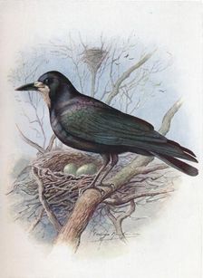 Rook - Cor'vus frugil'egus c1910, (1910). Artist: George James Rankin