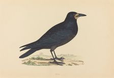 Rook. Creator: Unknown
